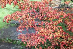 Cornus kousa 'Annelies', Japanischer Blumen-Hartriegel, 60–80 cm - Bild 1 von 1