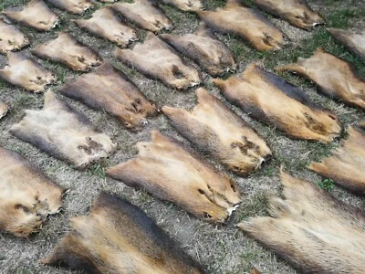 PROVELLUS TOP XXL Nutria pelli Larp Medioevo fai da te NUOVO 55-70 cm *AFFARE*