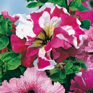 MEZCLA PETUNIA HYBRIDA SUPERBISSIMA (1500 SEMILLAS) ¡Las flores de petunia más grandes!! - Imagen 1 de 3
