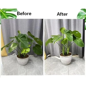 Reusable Iron Plant Climbing Support Frames for Indoor and Outdoor Gardening - Picture 1 of 9