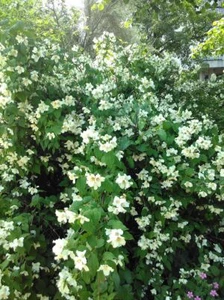 English Dogwood aka Mock Orange White Flowering Bare Root Tree Large 24"-36"Tall - Picture 1 of 3