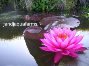 Mayla Water Lily bright Fuchsia natural filter stop algae koi pond J&J Aquafarms - Picture 1 of 3