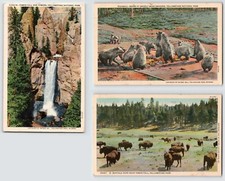 1940 Yellowstone Park linen post cards