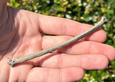 NICE Florida Fossil Bird Bone Avian 4.25” Pleistocene Ice Age - Image 1 of 4