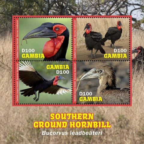 SOUTHERN GROUND HORNBILL African Birds Stamp Sheet #13 (2020 Gambia) Cover
