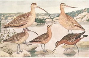Original 1909 Color Bird Print - CURLEW - GODWIT - Louis Agassiz Fuertes - Picture 1 of 2