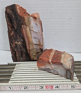 1,8 Pfund rote natürliche versteinerte Holzscheibe opalisiertes Mineralpräparat - Bild 1 von 13