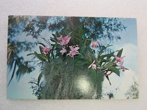 Vintage 1960er Jahre Florida Zypresse Gärten und Orchideen, Tampa Florida Postkarte - Bild 1 von 2