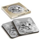 2 X Boxed Square Coasters   Bw   Eyes Grey Tabby Cat Kitten 43002