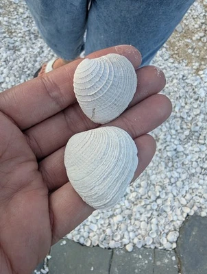 Two Shells from Colonial Williamsburg — Authentic Fragment Found Near Magazine - Image 1 of 4