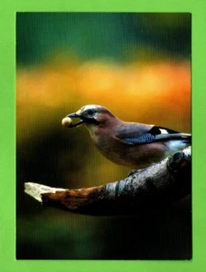 EUROASIÁTICO JAY postal pájaro nido animal planta flor árbol mariposa BELLOTAHER - Imagen 1 de 2