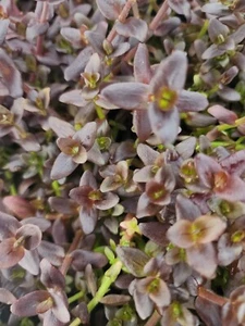 Bacopa Salzmannii Purple Emersed Grown - Live Aquarium Plants Fish Tank Shrimp - Picture 1 of 4