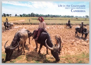 Postcard Life in the Countryside Prey Veng Province Cambodia Asian Water Buffalo - Picture 1 of 2