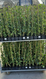 Hedera hibernica 70 - 80 cm Efeu Bodendecker Zaun Kletterpflanze immergrün Top