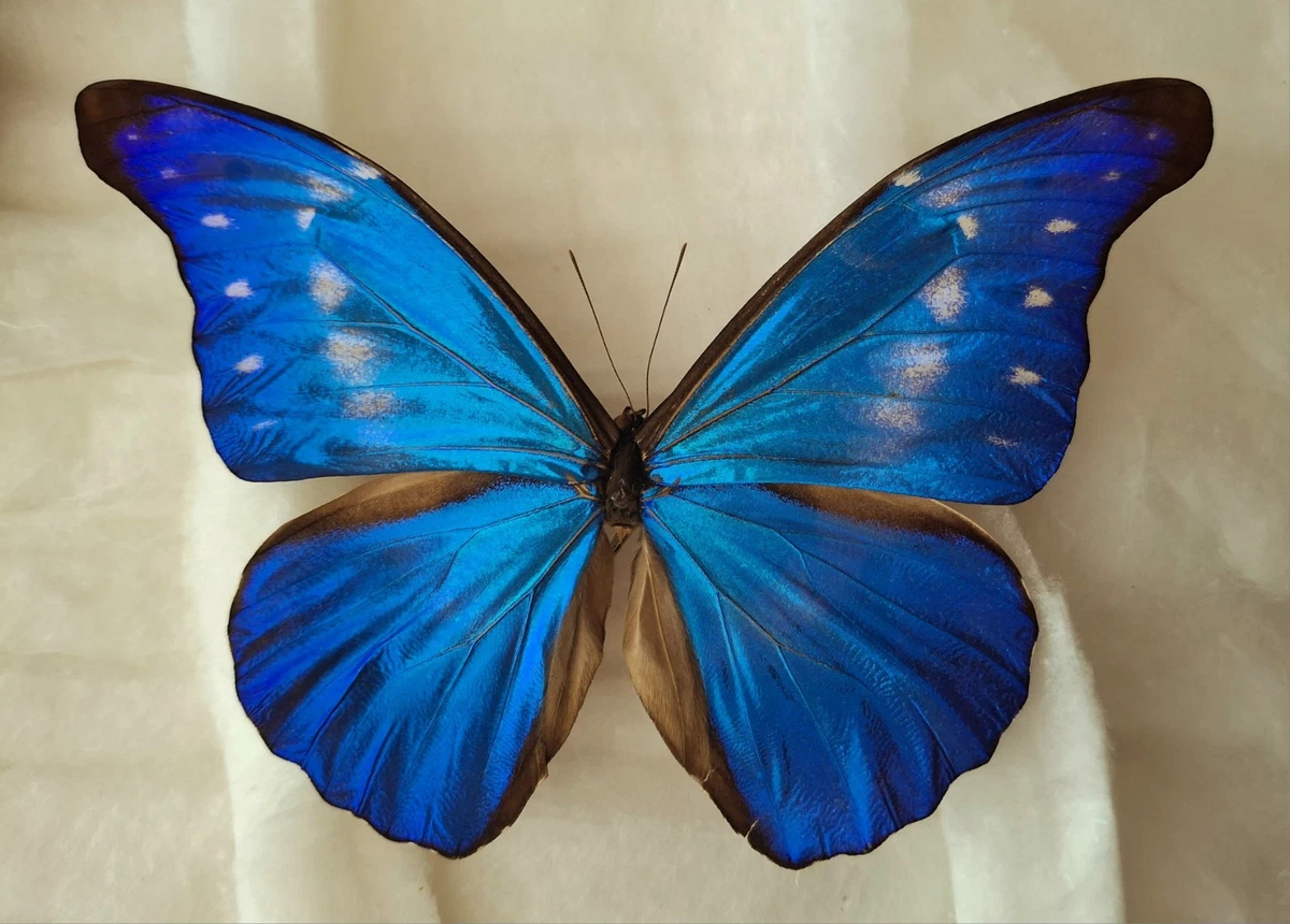 標本 Peru Morpho Rhetenor Cacica 124mm Morpho rhetenor蝶標本 標本