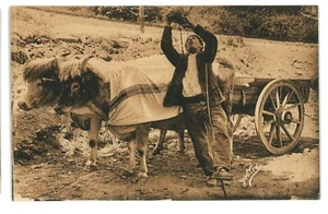 Pays Basque Oxen Ox Cart Thirsty Man French Bordeaux France Postcard - Picture 1 of 2