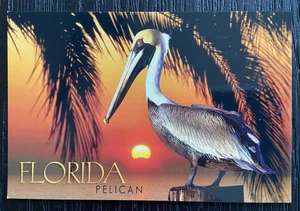 Florida Pelikan Postkarte unbenutzt Vintage - Bild 1 von 2