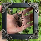 Black Framed Beetle Real Taxidermy Insect Specimen Artwork Home Decor Collection