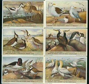 LIEBIG -² S_1610 :  Strand- en duinvogels