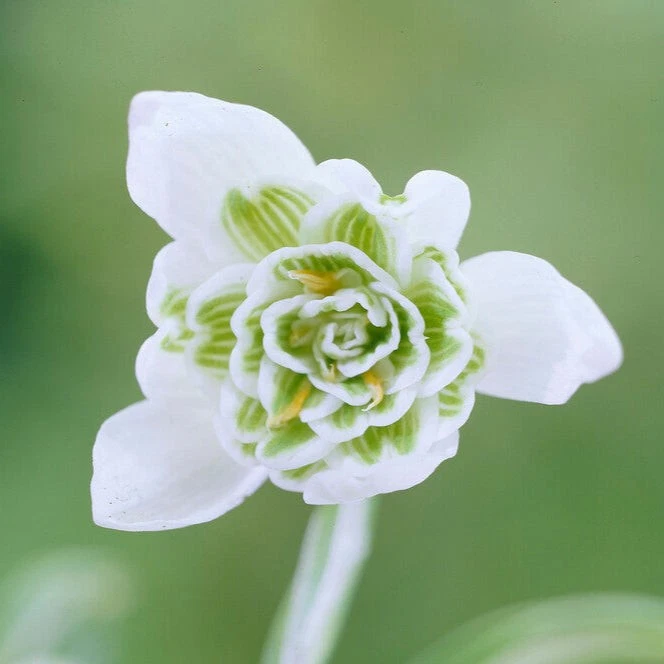Fácil de cultivar Galanthus doble gota de nieve Flore Pleno 10 bulbos de plantas, principios de primavera Foto 1 de 4