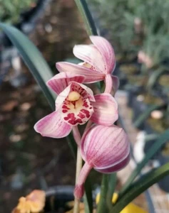 Orchid species Cymbidium ensifolium 'Hong Cao Hong He / Violet' - Picture 1 of 5