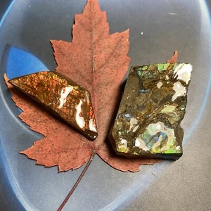 Canadian Natural Ammonite Ammolite Specimen 2 pieces 55 Grams #2555-991 - Picture 1 of 8
