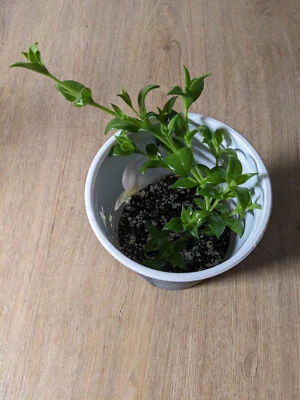 Sceletium Tortousum , Kanna, One Rooted Plant, Zembrin. Sacred Succulent. - Image 1 of 3