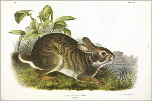 Póster artístico ilustración vintage de liebre del pantano de John James Audubon 20x30 Foto 1 de 1