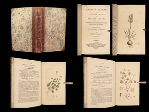 1793 English Botany Sowerby Color Illustrated Flowers Plants RARE Botanical ART - Picture 1 of 24