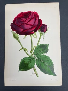 Botanicals, Rosen, antike Drucke, James Andrews, Blumenmagazin, 1866, #290 - Bild 1 von 1