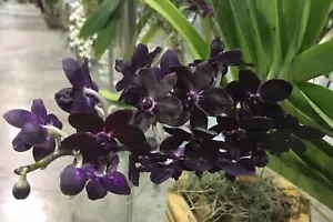 Rhyncovanda Colmarie (Fragrant) - Picture 1 of 1