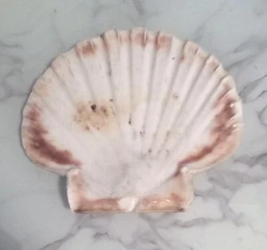 Large Flat Scallop Shell Smudge Bowl - Picture 1 of 3