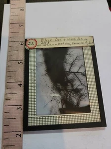 Glass Magic Lantern Slide SCIENCE (forests, fields or Prairies) Indiana c29 - Picture 1 of 1