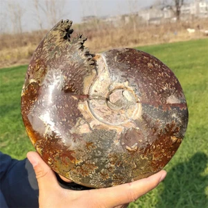 5.32LB Natural Ammonite Fossil Reiki Crystal Specimen Mineral Decor Crystal Gift - Picture 1 of 12