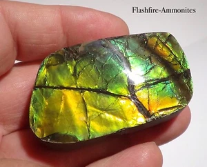 325 Carat.!! I Sammler Ammolite /Drachenschuppe Grün-Golden-Orange   + VIDEO - Bild 1 von 7