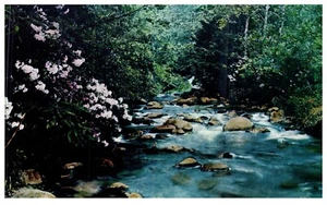 Great Smoky Mountains National Park TN Laurel Creek Vintage Chrome Postcard - Picture 1 of 3