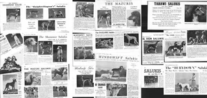 SALUKI DOG ORIGINAL BREED KENNEL ADVERTS CLIPPINGS PART PAGE CUTTINGS 1949-1969 - Picture 1 of 4