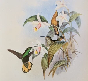 John Gould BUFF TAILED Colibríes Vintage Arte Impresión Libro Placa 85 - Imagen 1 de 4