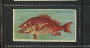 N74 Duke Fishers and Fish - Red Snapper