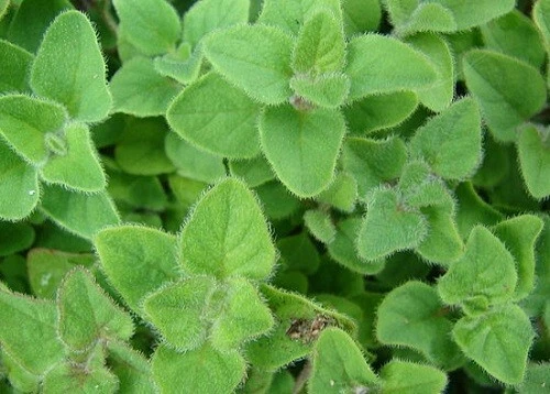 2.500 Samen Origanum majorana, Echter Majoran - Bild 1 von 1