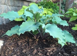 Hosta Skywriter Well Rooted 5.25" Pot Perennial Shade 2025 Hosta of the YEAR - Picture 1 of 3