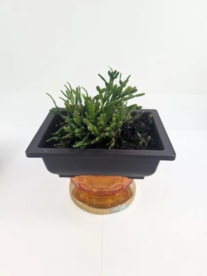 Rhipsalis Cereuscula "Coral Cactus" Live Tropical Plant 5 Inch Rectangle Pot - Image 1 of 4