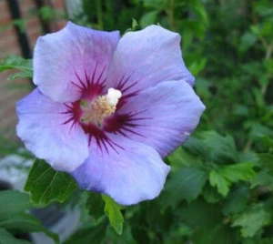 Blue Bird Hibiscus ( Althea ) - Rose Of Sharon - Live Plant - ( 1 QT ) - Picture 1 of 5