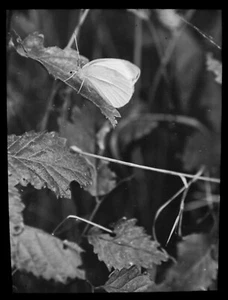 ANTIKES magisches Laternendia WEISSER SCHMETTERLING AUF PFLANZE UM 1910 FOTO INSEKTENSTUDIE - Bild 1 von 2