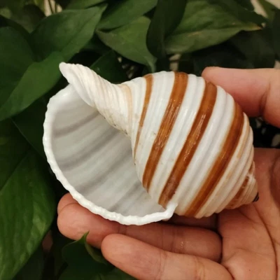 Large Natural Tonna Sulcosa Seashell Stripe Shell Rare Real Beach Deco 3"-4" In - Image 1 of 4