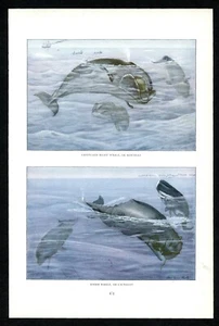 Bowhead Whale, Sperm Whale, 1916 Louis Agassiz Fuertes, North American wildlife - Picture 1 of 3
