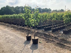 4st. Terrassenobst Obst Apfel Birne Kirsche Pflaume Mirabelle zur Auswahl - Bild 1 von 7