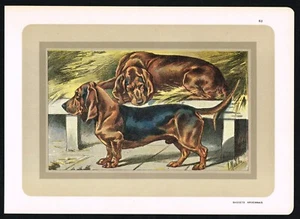 Antique 1930s Manufrance Dog Print - Bassets Ardennais Hounds Lithograph - Bild 1 von 6