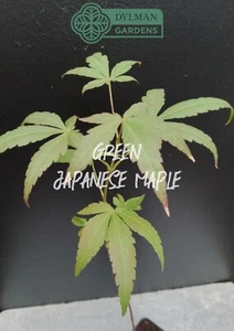 5 Green Japanese Maple Seedlings - Acer palmatum - 5 Live Trees - 6 to 8 inches - Picture 1 of 11