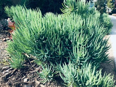 9X Senecio Vitalis Blue Serpents Chalk Fingers Sticks Succulent Plant 6" Cutting - Image 1 of 4